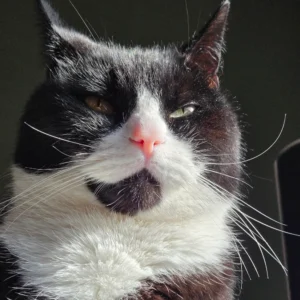 Automatic window up-and-down module